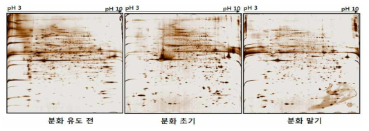 Alteration of protein profiles according to differentiation stage