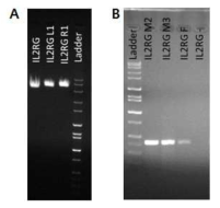 PCR genotyping in male and female-derived Minnesota fibroblast after transfection of TALEN construct for IL2RG gene. A) Plasmid DNA for transfection, B) PCR genetyping.