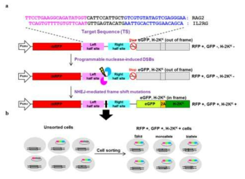 Construction of surrogate reporter vector for enrichment of targeted cells by TALENs.