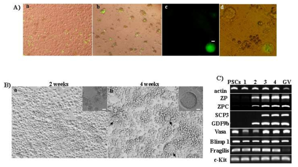 Induced differentiation of PSCs into oocyte-like cells (OLCs).