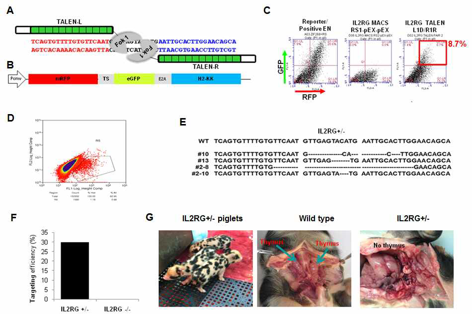 Production of IL-2RG mutant pigs using TALENs