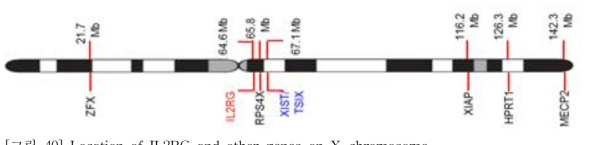 Location of IL2RG and other genes on X-chromosome.