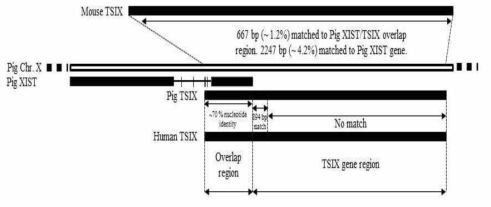 Comparison analysis of Xist and Tsix between Human, Mouse and pig.