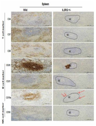 Analysis of T-, B-, and NK-specific biomarker expression patterns in spleen.