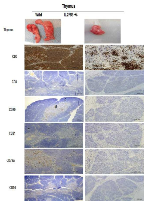 Analysis of T-, B-, and NK-specific biomarker expression patterns in thymus.