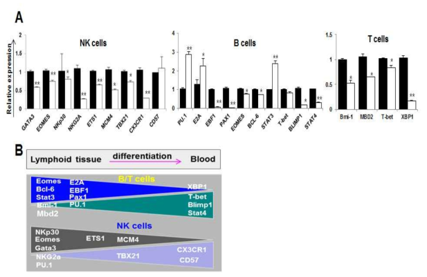 Key gene expression patterns in each NK, T, and B cell stages during transition from lymphoid tissue to circulatory blood