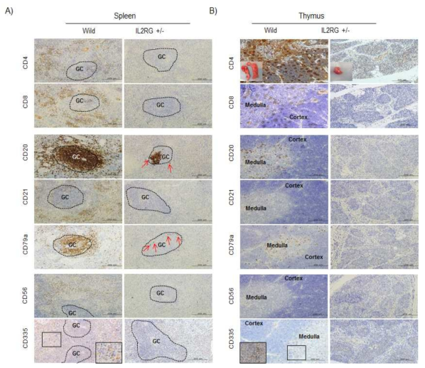 Analysis of T-, B-, and NK-specific biomarker expression patterns in spleen (A) and thymus (B).