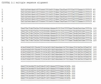 6개 지역에서 수집된 P. cubensis 서열의 multi alignment 결과. 100% 동일함