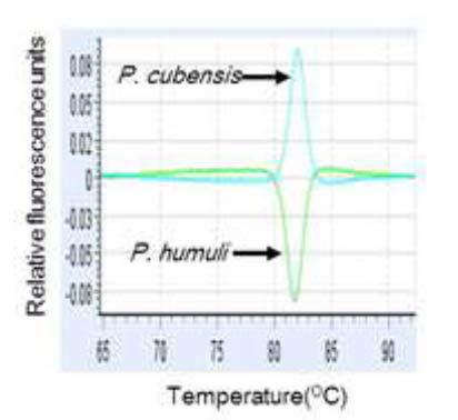 beta-tubulin 유래 특이서열을 활용한 P. humuli 와 P. cubensis 진단 사례