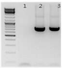 오이 병반에서 노균병원체 기반 rDNA-ITS 프라이머로 PCR 반응 결과