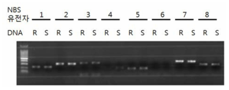 다형성을 보이는 NBS-LRR 유전자 PCR증폭 사진