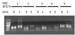 제한효소를 처리한 후 노균병 저항성과 이병성 간에 다형성 검출 결과