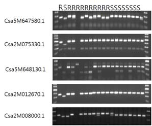 NBS-LRR 유전자 유래 CAPS 마커의 genotype-phenotype 비교