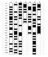 오이 SSR 마커에 대한 유전자 지도 상의 위치 확인