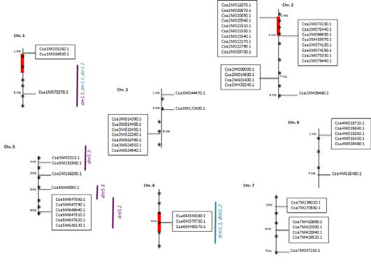 SSR마커와 NBS-SSR 유전자를 이용한 오이 유전자 지도