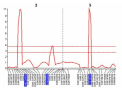 F3 progeny test 에 의한 2번, 5번 염색체의 노균병 저항성 QTL 영역 확인