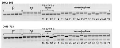 육종 계통을 대상으로 노균병 저항성 QTL 유래 마커를 이용한 genotyping 결과