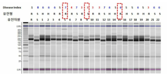 DM2-423 마커 적용을 통한 유전형 분석 결과와 표현형 분석 결과 비교