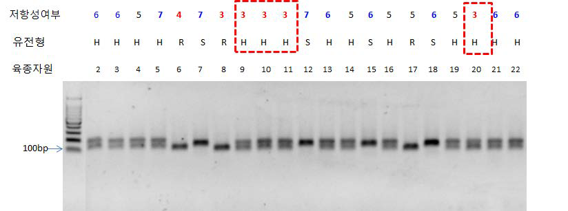 DM5-396 마커 적용을 통한 유전형 분석 결과와 표현형 분석 결과 비교