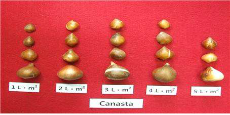 Bulb growth according irrigation level during vegetative growth stage (between April 1 and 30 April) in tulip ‘Canasta‘.