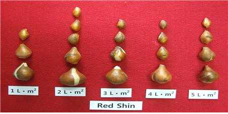 Bulb growth according irrigation level during vegetative growth stage (between April 1 and 30) in tulip ‘Red Shin‘