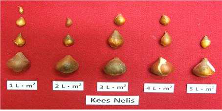 Bulb growth according irrigation level during vegetative growth stage (between April 1 and 30) in tulip ‘Kees Nelis‘