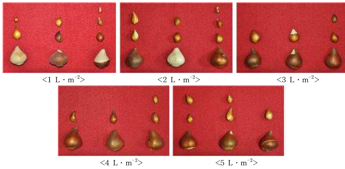 Bulb growth according irrigation level during bulb enlargement stage (between May 1 and 31) in tulip ‘Character‘