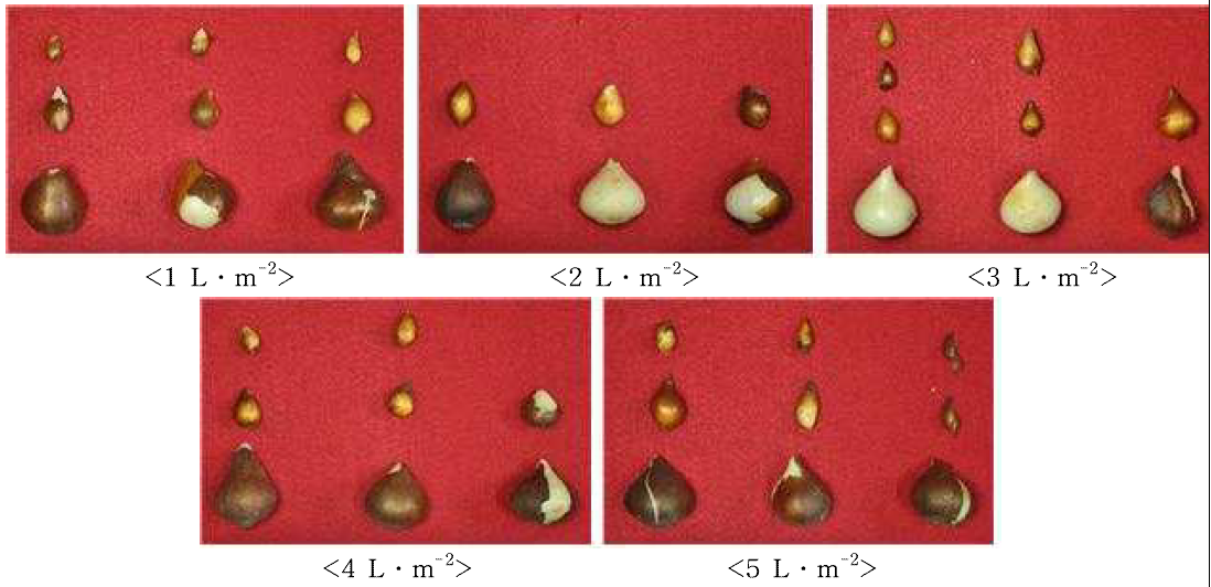 Bulb growth according irrigation level during bulb enlargement stage (between May 1 and 31) in tulip ‘Dynasty‘