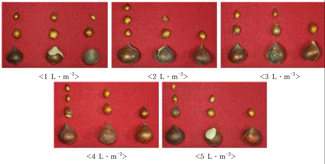 Bulb growth according irrigation level during bulb enlargement stage (between May 1 and 31) in tulip ‘Van Eijk‘.