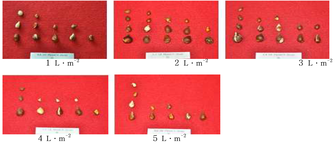 Bulb growth by general irrigation level in tulip ‘Ile de France’.