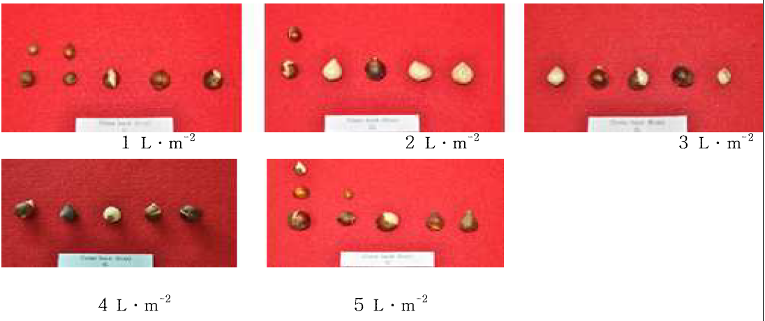 Bulb growth by general irrigation level in tulip ‘Come back’.