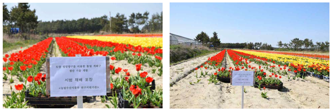 Experimental field for tulip bulb production in Imjado, Shinan, Chonnam.