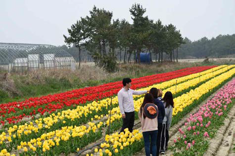 Management of experimental field and education for tulip bulb production.