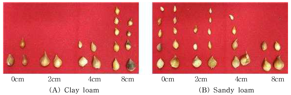 Bulb growth by soil texture in tulip ‘Ile de France‘.