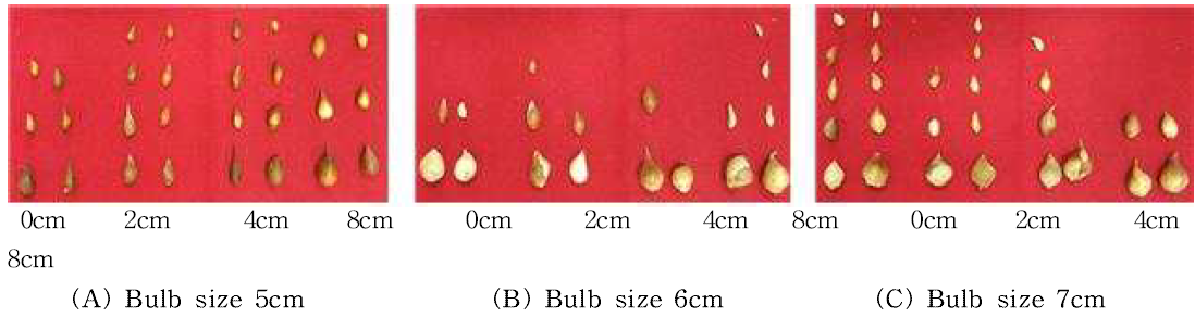 Bulb growth by bulblet size and planting depth in tulip ‘Kees Nelis‘.