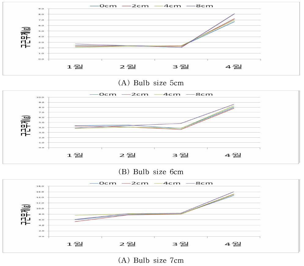 Changes in bulb weight by month according to bulblet size and planting depth in tulip ‘Ile de France‘.