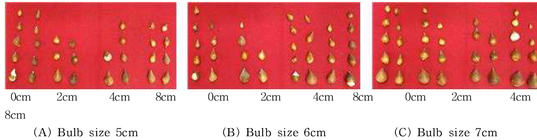 Bulb growth by bulblet size and planting depth in tulip ‘Ile de France‘.