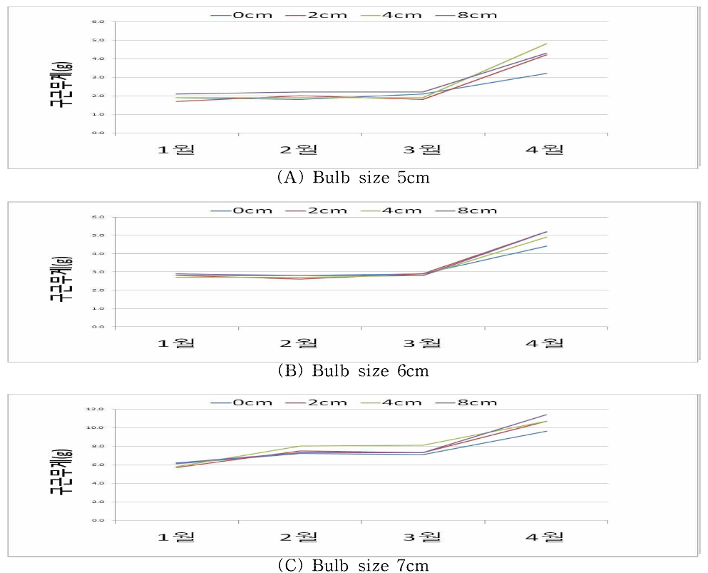 Changes in bulb weight by month according to bulblet size and planting depth in tulip ‘Rundy‘.