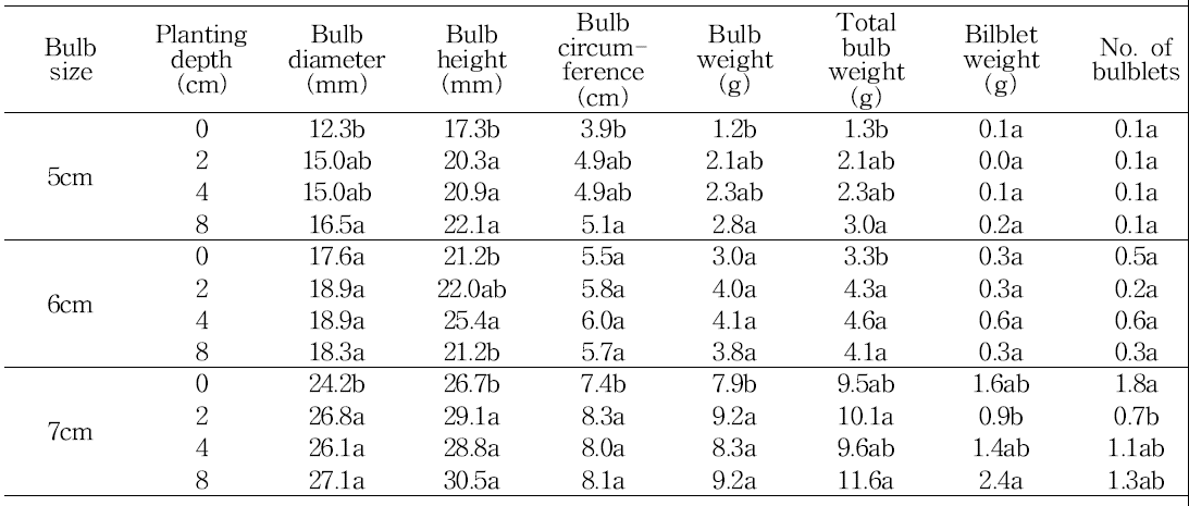 Effect of bulb size and planting depth on bulb growth in tulip ‘Rundy‘