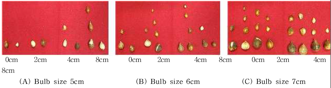 Bulb growth by bulblet size and planting depth in tulip ‘Rundy‘.