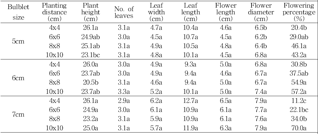 Effect of bulb size and planting distance on shoot growth in tulip ‘Kees Nelis‘