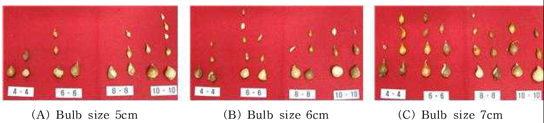 Bulb growth by bulblet size and planting distance in tulip ‘Kees Nelis‘.