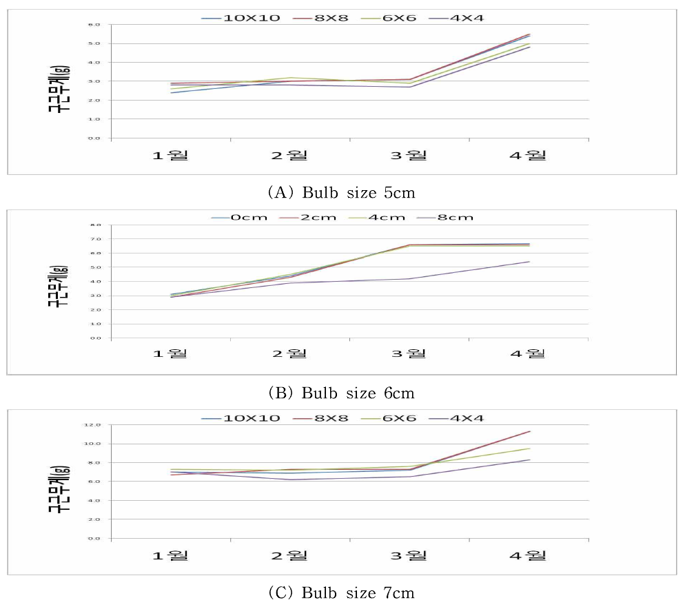 Changes in bulb weight by month according to bulblet size and planting distance in tulip ‘Ile de France‘.