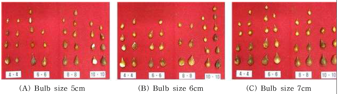 Bulb growth by bulblet size and planting distance in tulip ‘Ile de France‘.