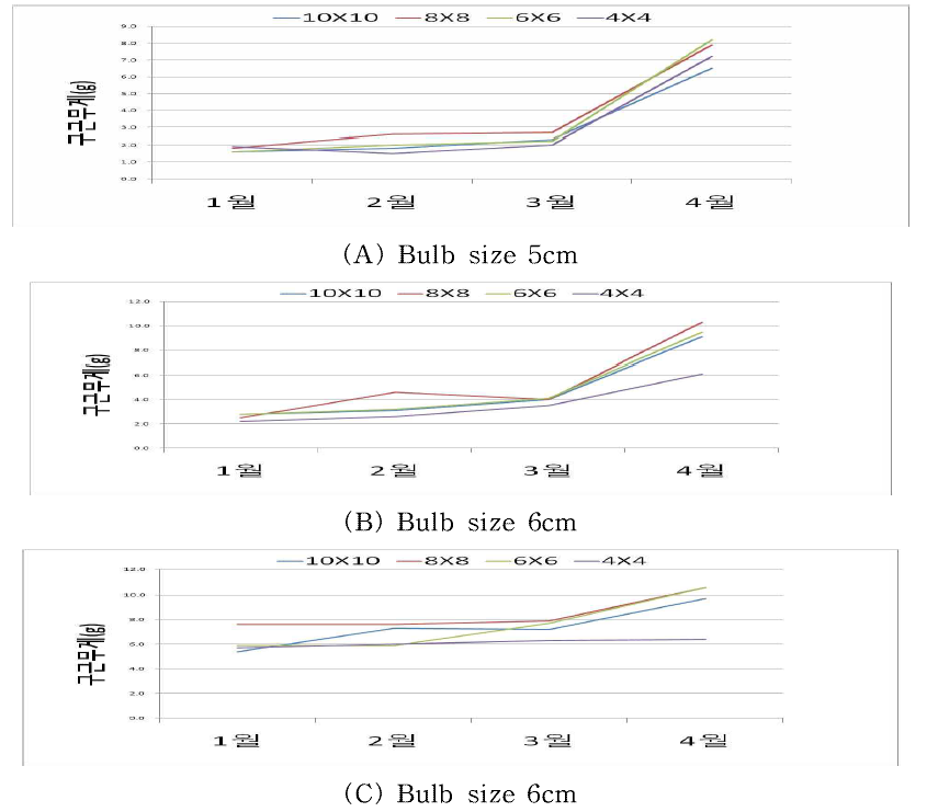 Changes in bulb weight by month according to bulblet size and planting distance in tulip ‘Petra‘.