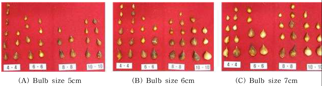 Bulb growth by bulblet size and planting distance in tulip ‘Petra‘
