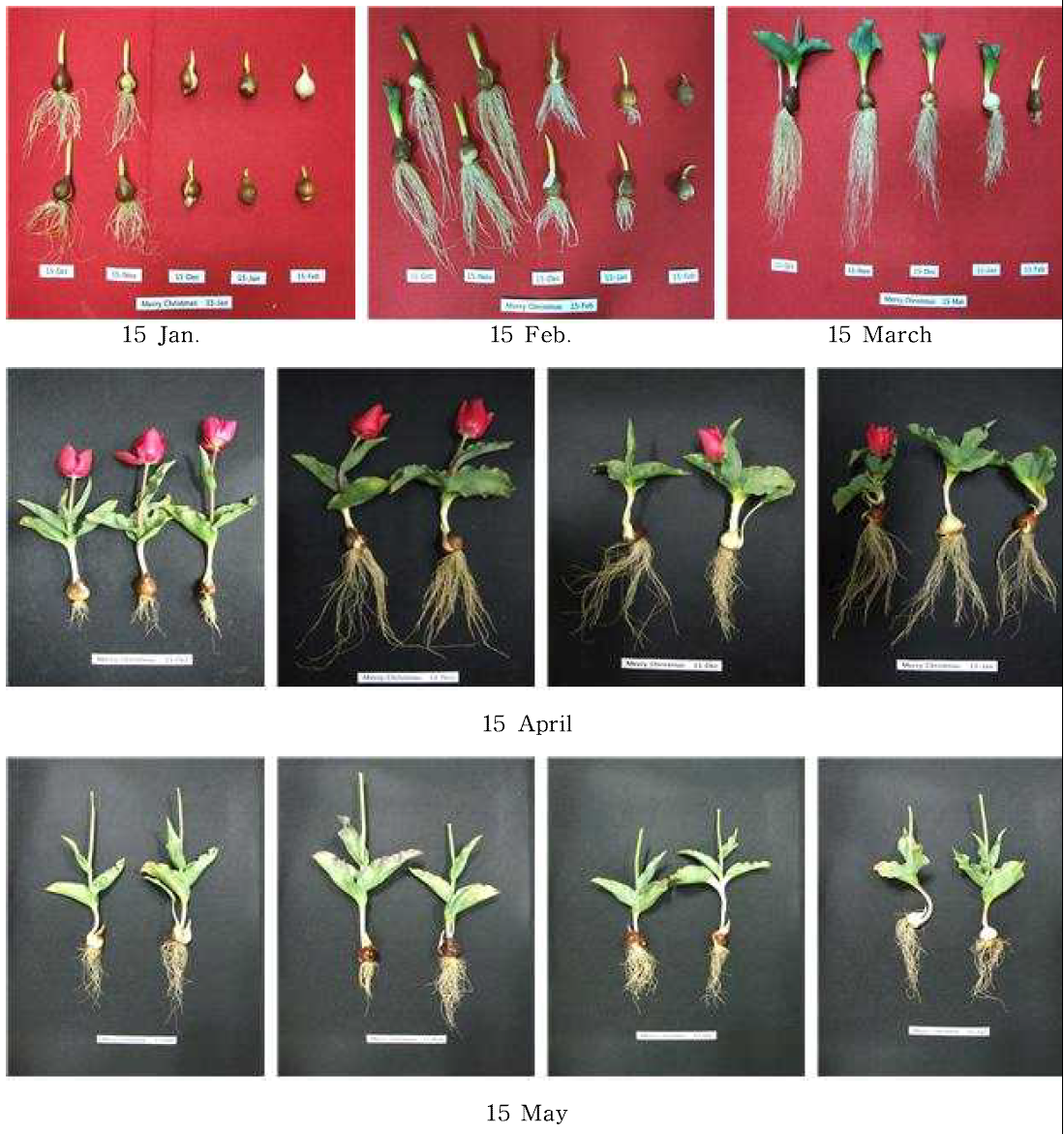 Changes of monthly shoot and bulb growth from 15 Jan. to 15 May according to planting time in tulip ‘Merry Christmas‘.