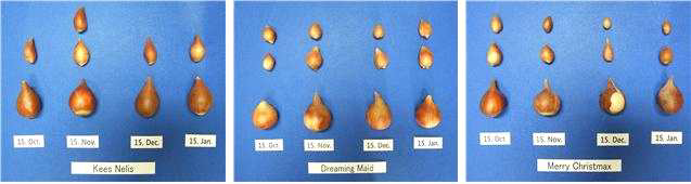 Bulb growth according to planting time in tulip ‘Kees Nelis‘, ‘Dreaming Maid‘, and ‘Merry Christmas‘.