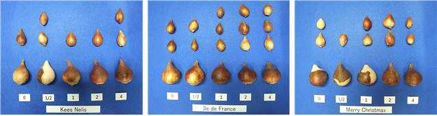 Bulb growth according to compost treatment as pre-planting fertilization in tulip ‘Kees Nelis‘, ‘Dreaming Maid‘, and ‘Merry Christmas‘.