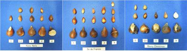 Bulb growth according to N, P, and K fertilizer treatment as pre-planting fertilization in tulip ‘Kees Nelis‘, ‘Ile de France‘, and ‘Merry Christmas